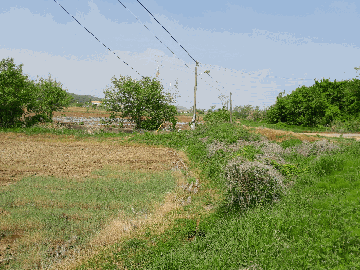 충청남도 당진시 송악읍 월곡리 57-1 외 2필지 답 경매 사진 14