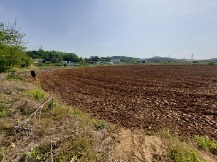 충청남도 당진시 송악읍 월곡리 57-1 외 2필지 답 경매 사진 4