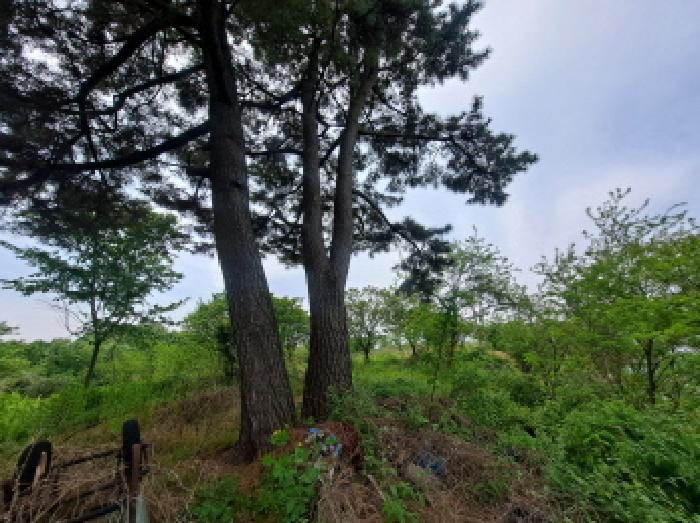 충청남도 당진시 송악읍 기지시리 109-13 외 6필지 임야 경매 사진 22