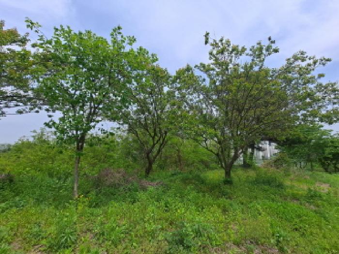 충청남도 당진시 송악읍 기지시리 109-13 외 6필지 임야 경매 사진 25