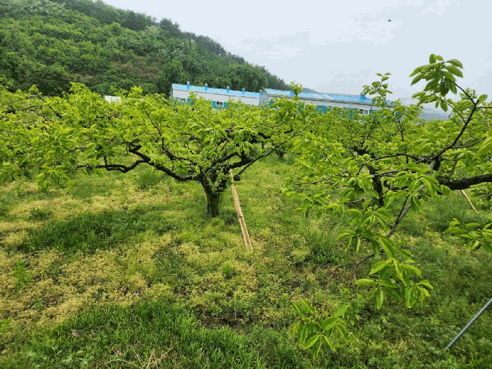 경상남도 창원시 의창구 북면 월백리 124 외 3필지 전 경매 사진 10