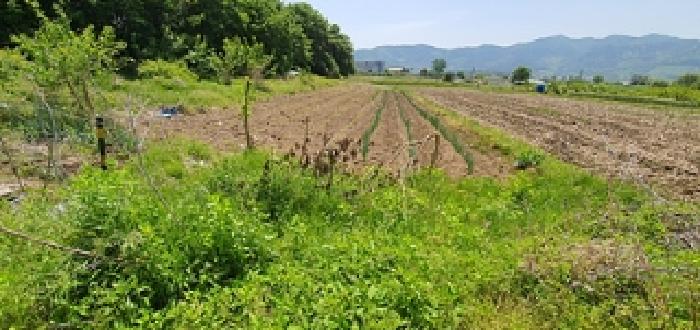 경상남도 김해시 진례면 담안리 518 외 6필지 전 경매 사진 8