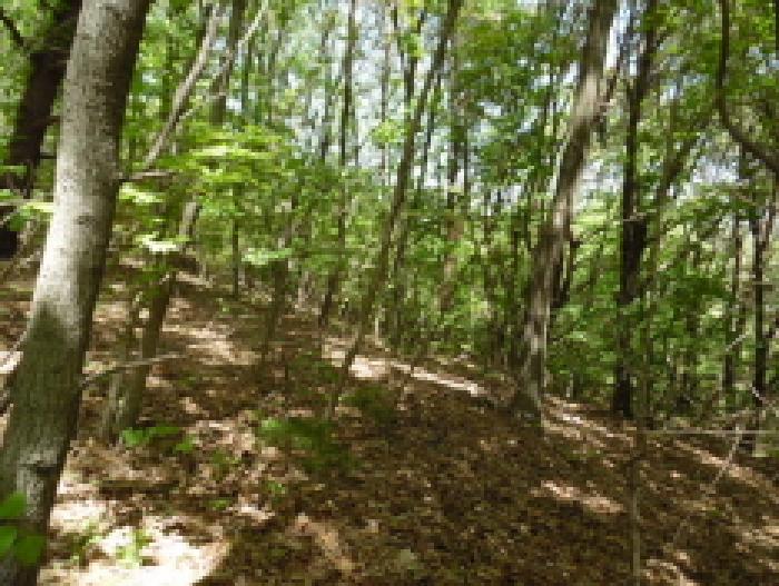 전북특별자치도 무주군 적상면 사산리 산232 임야 경매 사진 2