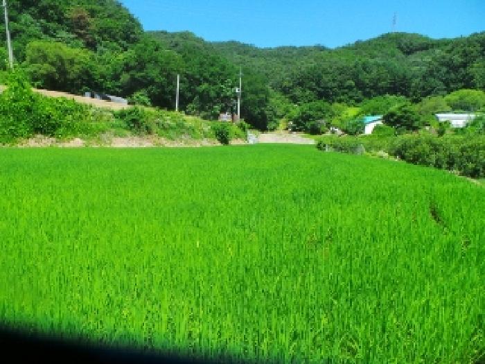 강원특별자치도 춘천시 사북면 송암리 245 외 1필지 전 경매 사진 7