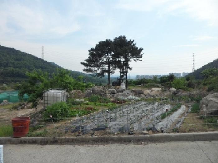 대구광역시 달성군 유가읍 양리 383-1 대지 경매 사진 12