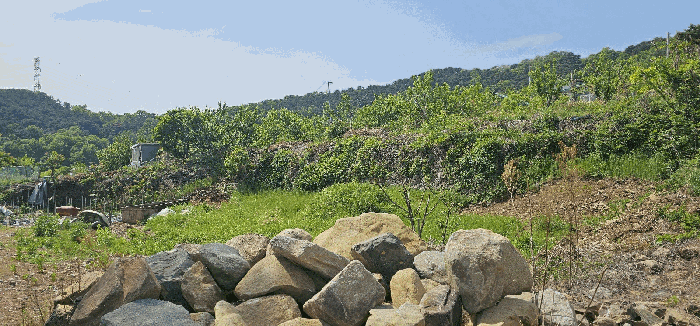 대구광역시 달성군 유가읍 양리 383-1 대지 경매 사진 18
