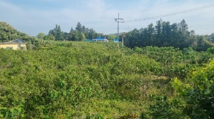제주특별자치도 서귀포시 표선면 가시리 978-3 외 1필지 동물및식물관련시설 경매 사진 3