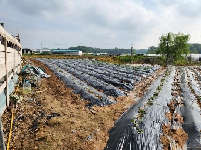 경기도 양주시 남면 매곡리 62-2 외 2필지 전 경매 사진 13