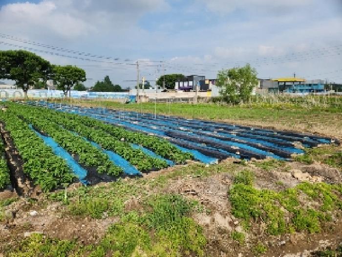경기도 양주시 남면 매곡리 62-2 외 2필지 전 경매 사진 4