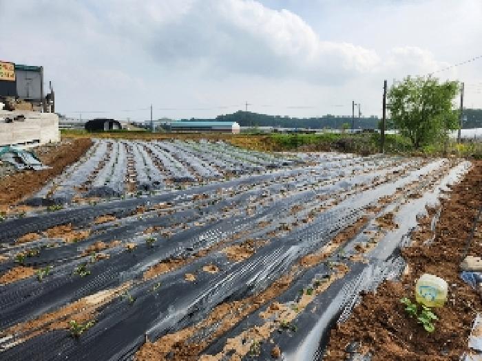 경기도 양주시 남면 매곡리 62-2 외 2필지 전 경매 사진 5