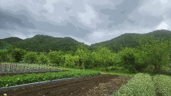 전라남도 여수시 소라면 현천리 759 전 경매 사진 9