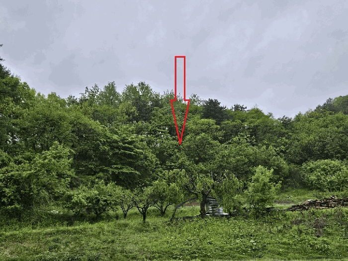 강원특별자치도 횡성군 공근면 어둔리 산86 임야 경매 사진 12