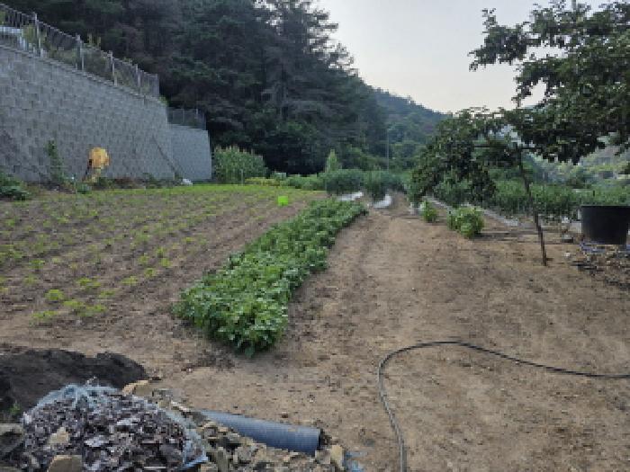 경상북도 청도군 매전면 동산리 653 전 경매 사진 11