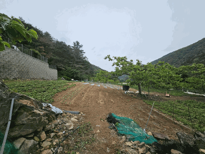 경상북도 청도군 매전면 동산리 653 전 경매 사진 15