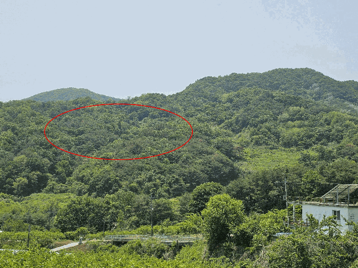 경상남도 창원시 의창구 북면 내곡리 산199-4 임야 경매 사진 12