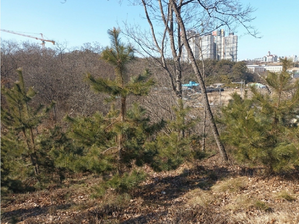 전북특별자치도 군산시 지곡동 354-23 임야 경매 사진 2