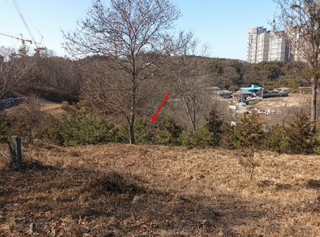 전북특별자치도 군산시 지곡동 354-23 임야 경매 사진 3