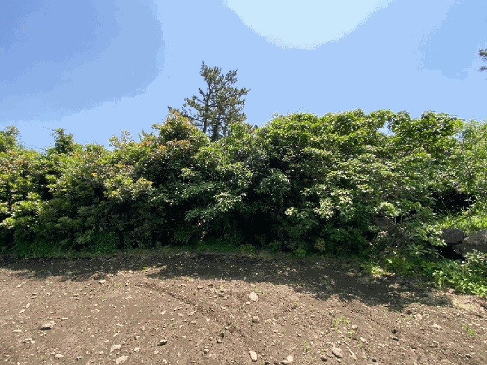 제주특별자치도 서귀포시 성산읍 고성리 1714-3 외 1필지 전 경매 사진 14