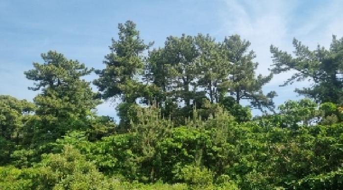 제주특별자치도 서귀포시 성산읍 고성리 1714-3 외 1필지 전 경매 사진 4
