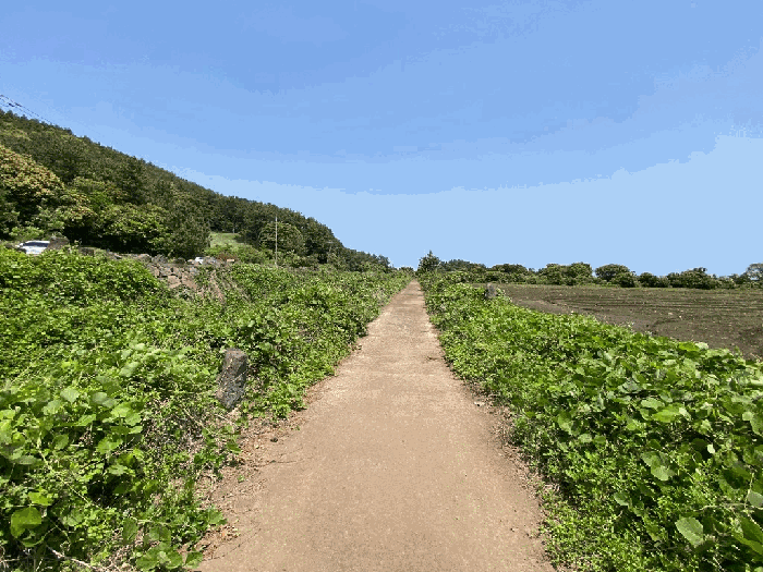 제주특별자치도 서귀포시 성산읍 고성리 1714-3 외 1필지 전 경매 사진 8