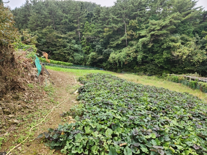 경상남도 통영시 도산면 오륜리 515 답 경매 사진 2
