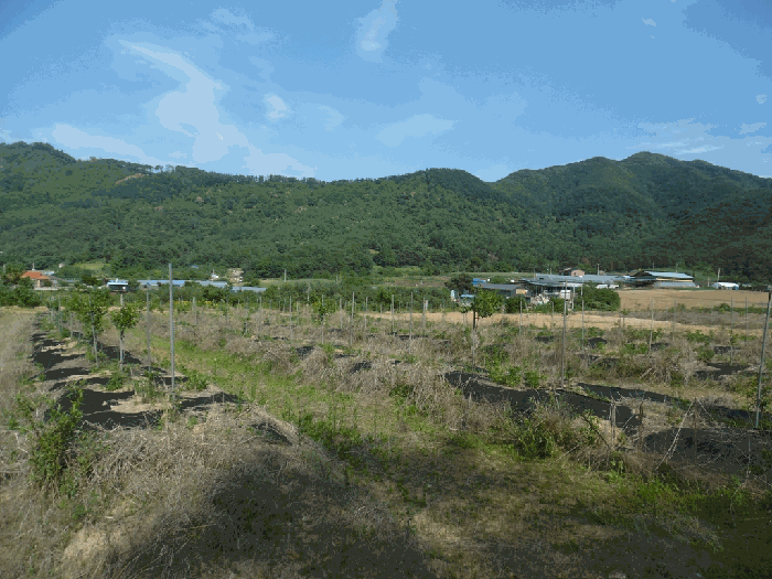 충청북도 청주시 상당구 가덕면 수곡리 산52-5 외 3필지 임야 경매 사진 14