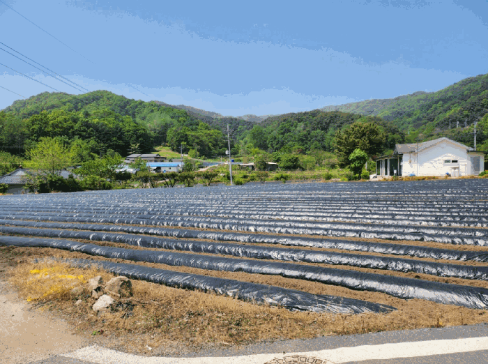 충청북도 제천시 금성면 사곡리 286 전 경매 사진 16