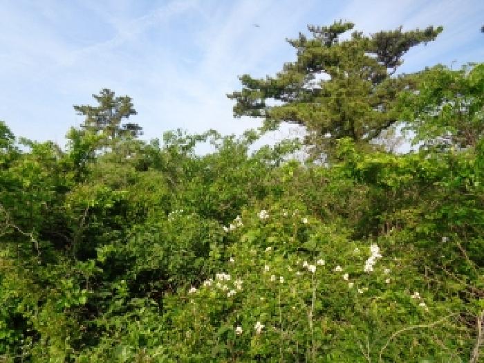 제주특별자치도 제주시 한경면 금등리 428 잡종지 경매 사진 14