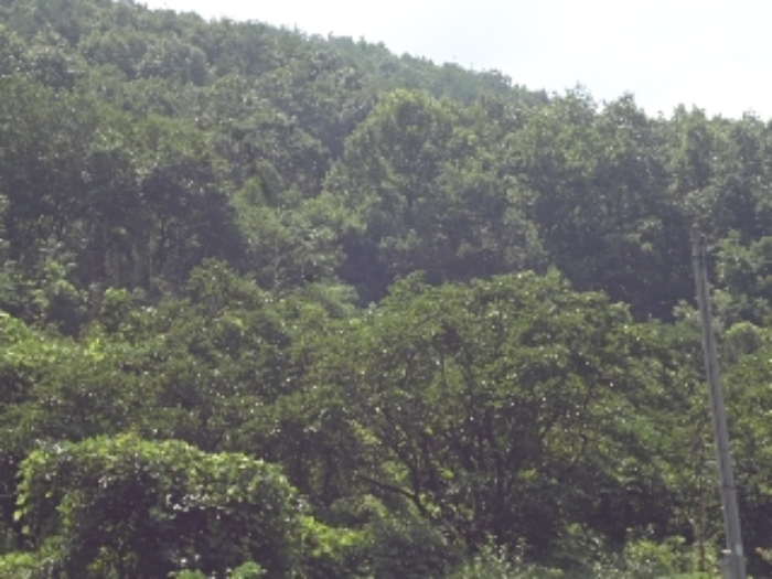 경상남도 밀양시 청도면 요고리 263-2 외 1필지 답 경매 사진 6