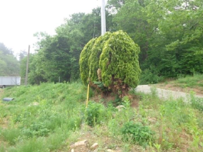 충청남도 태안군 태안읍 산후리 343-9 외 3필지 임야 경매 사진 8
