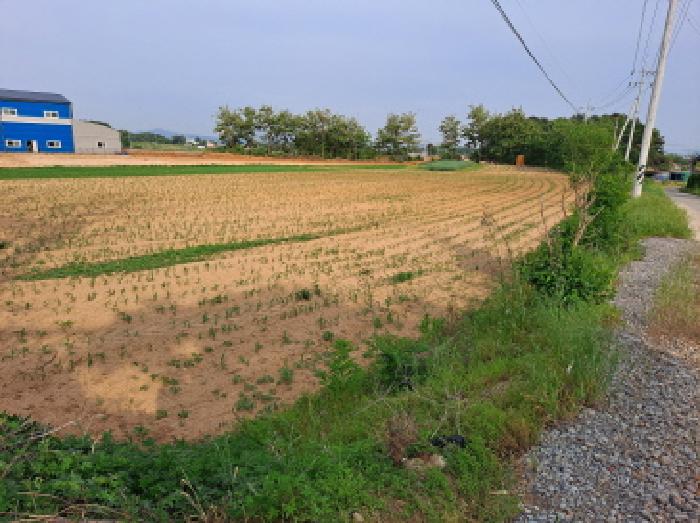 충청남도 당진시 신평면 도성리 187-5 외 3필지 전 경매 사진 12