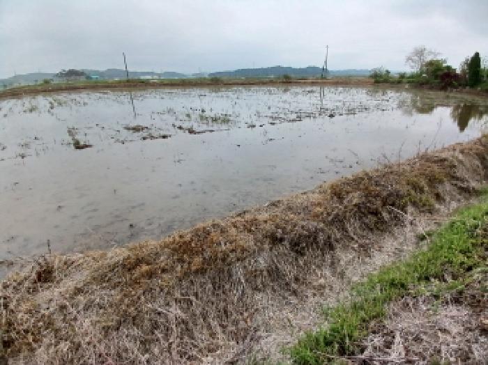 충청남도 당진시 고대면 슬항리 152-21 답 경매 사진 5