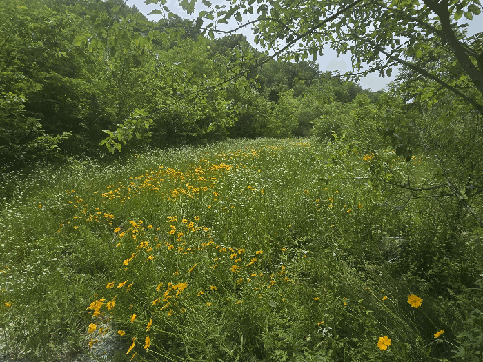 경상북도 구미시 도개면 동산리 782-1 전 경매 사진 15