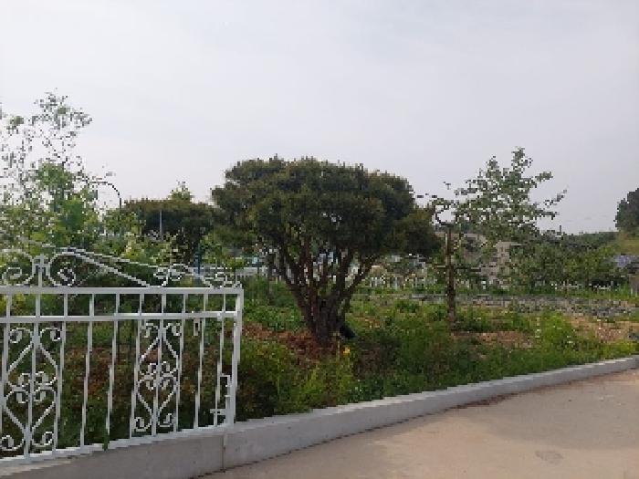 충청남도 아산시 영인면 역리 115-1 외 9필지 단독주택 경매 사진 44