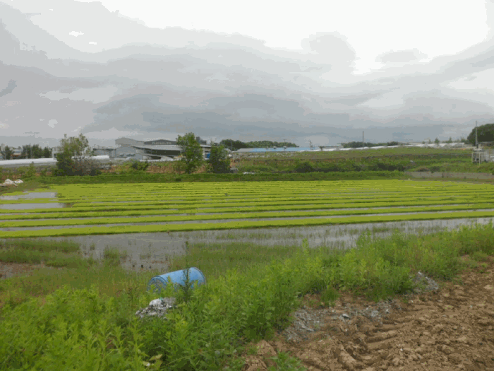 충청남도 천안시 성거읍 문덕리 231-2 답 경매 사진 31