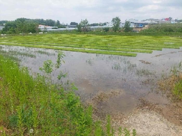 충청남도 천안시 성거읍 문덕리 231-2 답 경매 사진 22