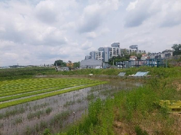 충청남도 천안시 성거읍 문덕리 231-2 답 경매 사진 24