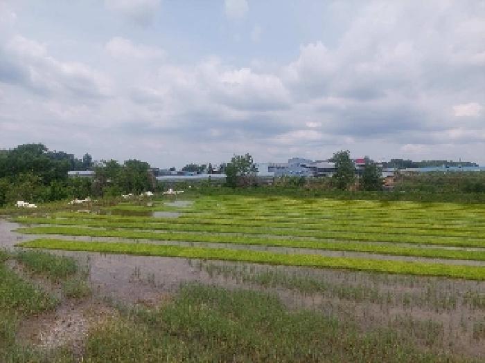 충청남도 천안시 성거읍 문덕리 231-2 답 경매 사진 26