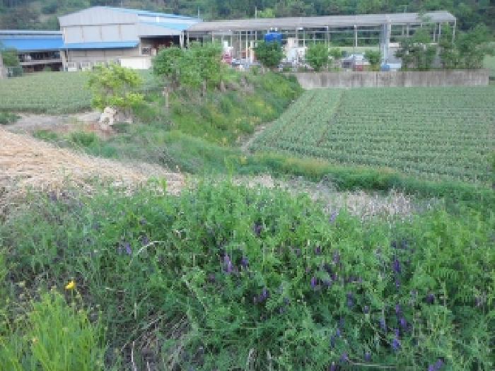 대구광역시 달성군 구지면 도동리 198-115 전 경매 사진 8
