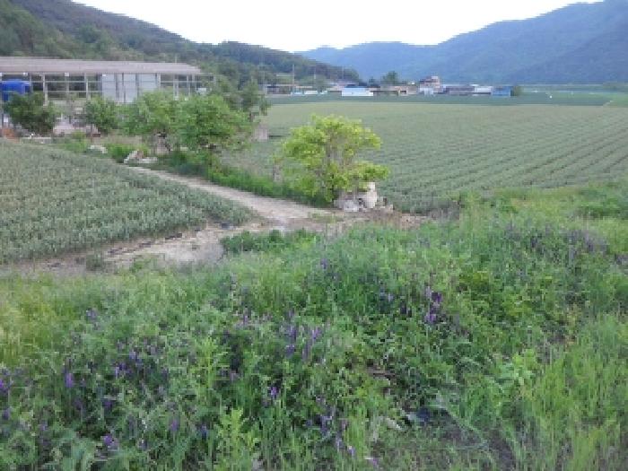 대구광역시 달성군 구지면 도동리 198-115 전 경매 사진 10