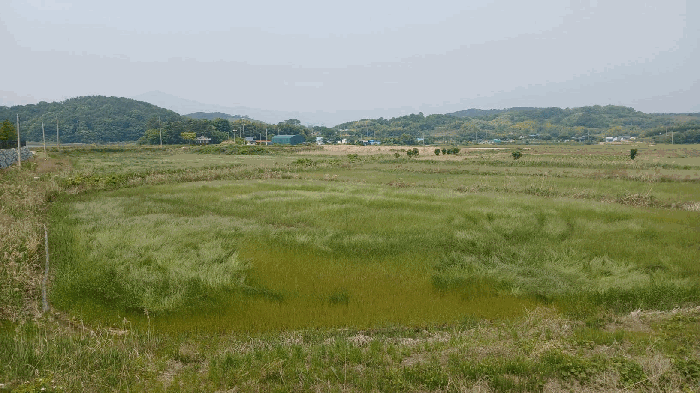 경상남도 사천시 서포면 다평리 1437 답 경매 사진 37
