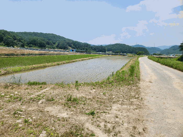 충청북도 충주시 앙성면 모점리 39 답 경매 사진 12