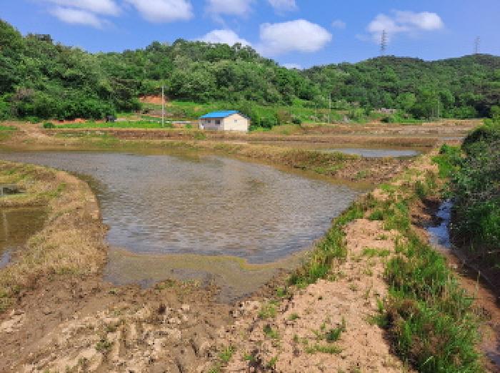 충청남도 당진시 송악읍 월곡리 375 외 1필지 답 경매 사진 4