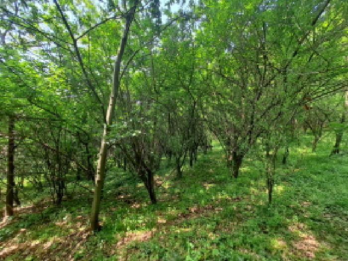 충청남도 당진시 송악읍 월곡리 253-5 외 2필지 창고시설 경매 사진 6