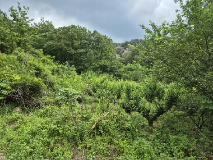 전라남도 곡성군 석곡면 염곡리 706 전 경매 사진 1