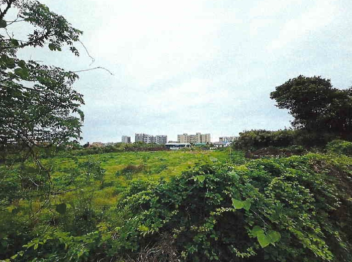 제주특별자치도 서귀포시 표선면 표선리 1565-1 과수원 경매 사진 12