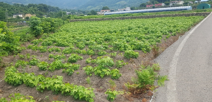 경상남도 하동군 악양면 중대리 509 답 경매 사진 28