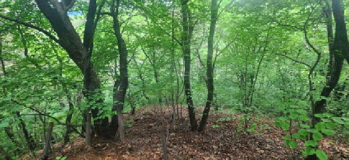 경기도 파주시 문산읍 임진리 산14 외 5필지 임야 경매 사진 24
