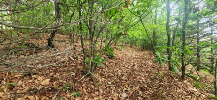경기도 파주시 문산읍 임진리 산14 외 5필지 임야 경매 사진 4