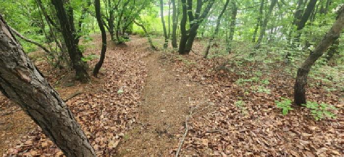 경기도 파주시 문산읍 임진리 산14 외 5필지 임야 경매 사진 8